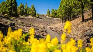 Klima La Palma temperatur, klimat och väder året runt