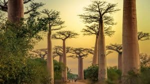 Klima Madagaskar temperatur, klimat och väder året runt