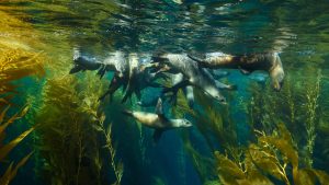 Klima Channel Islands National Park temperatur, klimat och väder året runt