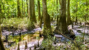 Klima Congaree National Park temperatur, klimat och väder året runt