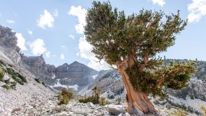 Klima Great Basin National Park temperatur, klimat och väder året runt
