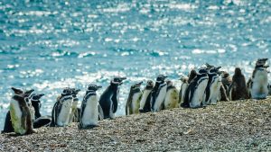 Klima Puerto Madryn temperatur, klimat och väder året runt
