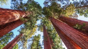 Klima Sequoia & Kings Canyon National Park temperatur, klimat och väder året runt