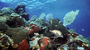 Klima Utila temperatur, klimat och väder året runt