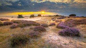 Klima De Hoge Veluwe (nationalparken) temperatur, klimat och väder året runt