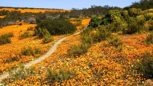 Klima Namaqualand temperatur, klimat och väder året runt