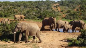 Klima Addo Elephant National Park temperatur, klimat och väder året runt