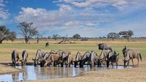 Klima Kgalagadi Transfrontier Park temperatur, klimat och väder året runt