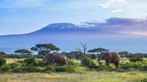 Klima Kilimanjaro National Park temperatur, klimat och väder året runt