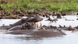 Klima Lake Manyara National Park temperatur, klimat och väder året runt