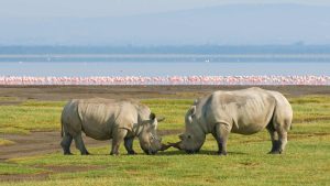 Klima Lake Nakuru National Park temperatur, klimat och väder året runt