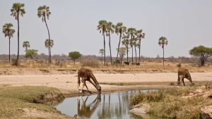 Klima Ruaha National Park temperatur, klimat och väder året runt