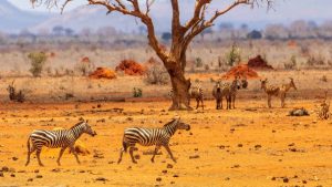 Klima Tsavo East National Park temperatur, klimat och väder året runt