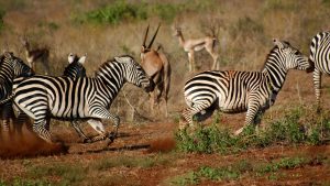 Klima Tsavo West National Park temperatur, klimat och väder året runt