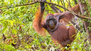 Klima Borneo temperatur, klimat och väder året runt
